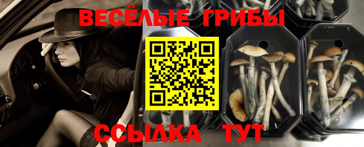 купить   Вход с VPN  Славянск-на-Кубани  Галлюциногенные грибы MAGIC MUSHROOMS 